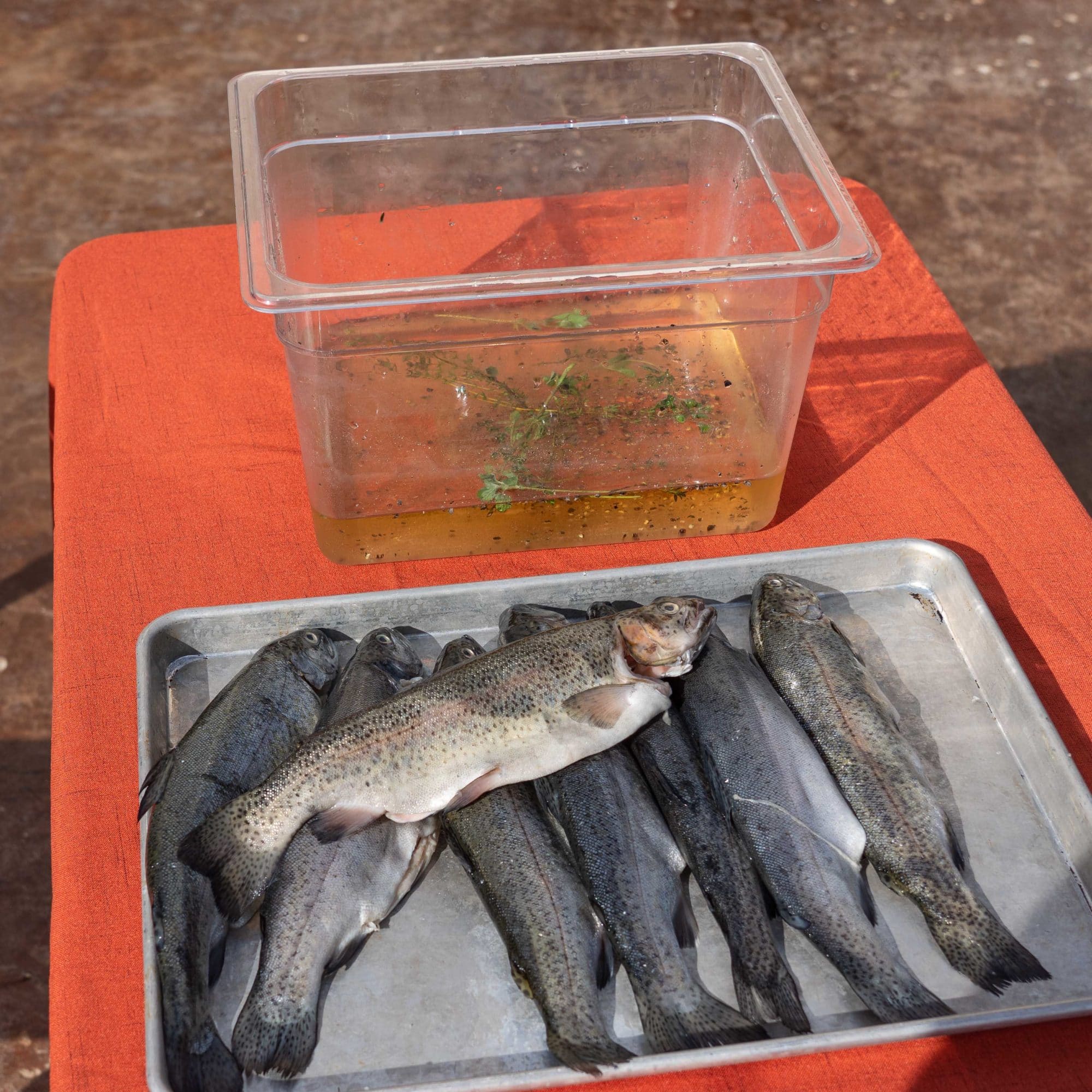 trout brine Melissa Cookston